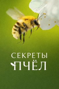 Секреты пчел смотреть онлайн
